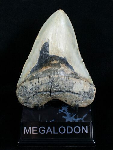 Inch Megalodon Shark Tooth #4063